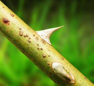 Macro detail of thorn